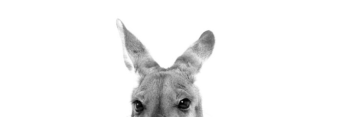 Kangaroo Portrait 1