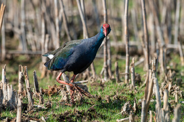 Talève sultane, Poule sultane, .Porphyrio porphyrio, Western Swamphen