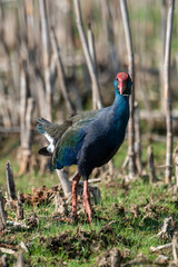 Talève sultane, Poule sultane, .Porphyrio porphyrio, Western Swamphen