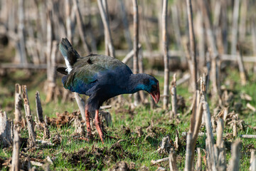 Talève sultane, Poule sultane, .Porphyrio porphyrio, Western Swamphen