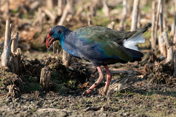 Talève sultane, Poule sultane, .Porphyrio porphyrio, Western Swamphen
