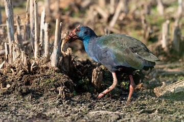 Talève sultane, Poule sultane, .Porphyrio porphyrio, Western Swamphen