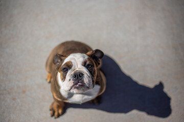 english bulldog puppy