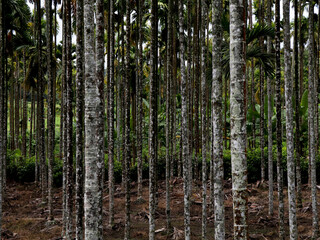 Areca nut or betel nut tree plantation in a country side