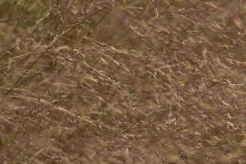 Grain or grass textured backgrounds 