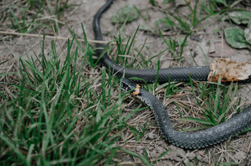 snake in the grass