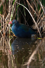 Talève sultane, Poule sultane, .Porphyrio porphyrio, Western Swamphen
