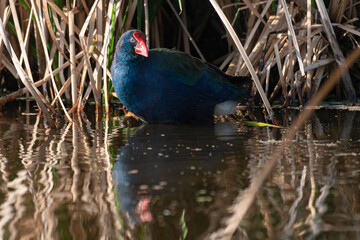 Talève sultane, Poule sultane, .Porphyrio porphyrio, Western Swamphen