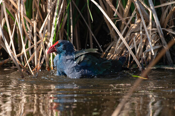 Talève sultane, Poule sultane, .Porphyrio porphyrio, Western Swamphen