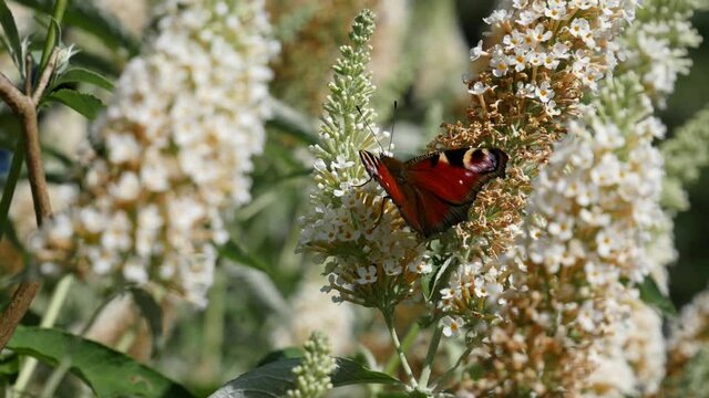 white buddleja davidii with butterfly