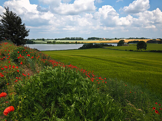 Beautiful Danish Countryside Landscape Over Rolling Hills with Green Fields © Rony Zmiri