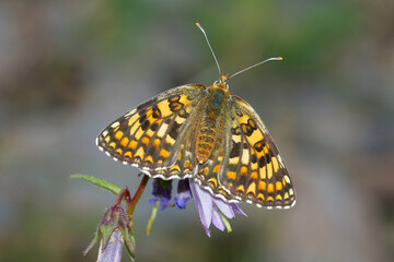 Melitaea phoebe, knapweed fritillary, brown butterfly with open wings, Pyrenees, Spain.