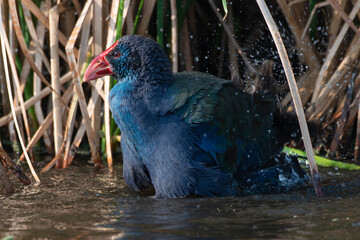 Talève sultane, Poule sultane, .Porphyrio porphyrio, Western Swamphen