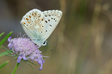 Small mountain butterfly on lilac flower inn, Pyrenees, Lycaenidae, Spain