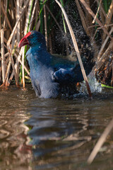 Talève sultane, Poule sultane, .Porphyrio porphyrio, Western Swamphen