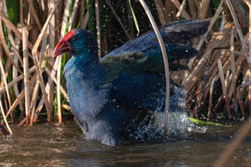 Talève sultane, Poule sultane, .Porphyrio porphyrio, Western Swamphen