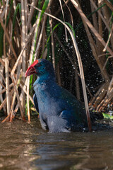 Talève sultane, Poule sultane, .Porphyrio porphyrio, Western Swamphen