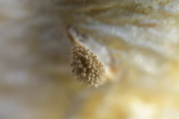 Germination of shimeji