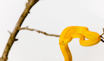 Viper on a branch 2