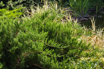 Young green Cossack juniper juniper sabine tamariscifolia against background of shady pond. Close-up. Beautiful curved branches with soft foliage adorn evergreen landscaped garden at any time of year.