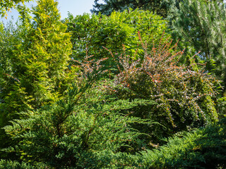 Landscaped evergreen garden. Boxwood, juniper, western thuja with yellow-green foliage, Japanese pine and barberry Thunberg with purple leaves on a background of evergreens. Calmness and relaxation.