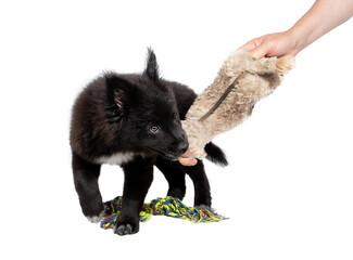 Fluffy black puppy playing tug of war with toy and person /  owner. 12 week old male dog. Australian Shepherd x Keeshond. Concept for puppy training and playtime. Isolated on white.