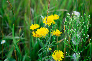 Yellow dandelions in the open air in a green field, on a bright summer Sunny day close-up.