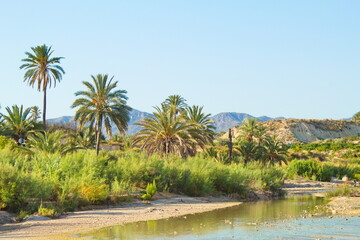 Obraz premium Nice tropical landscape with river and palm trees