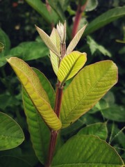 Guava sprig