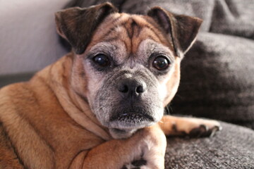 Rassmo, eine neue Rasse Hund