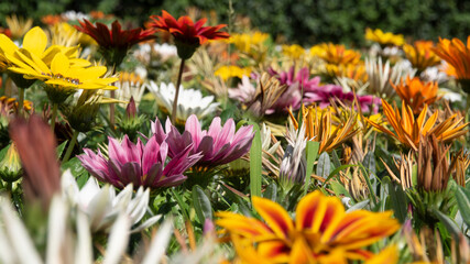 Small flowers. Colors of summer. Decorations for parks and gardens.