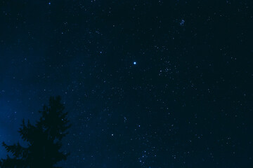 Crown Of Pine Tree On Blue Night Starry Sky Background. Night View Of Natural Glowing Stars