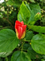 Hibiscus flower in the garden