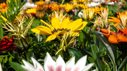 Small flowers. Colors of summer. Decorations for parks and gardens.