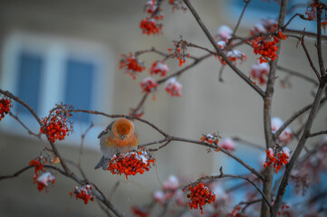 red berries in snow