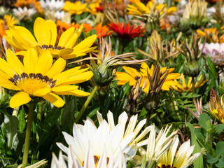 Small flowers. Colors of summer. Decorations for parks and gardens.