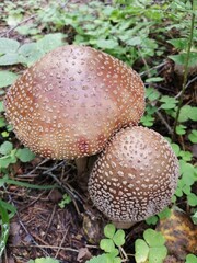 amanita