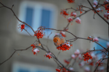 red berries on a branch