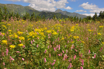 Kwitnąca łąka na szlaku w Tatrach Zachodnich, Słowacja - obrazy, fototapety, plakaty