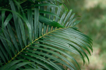 Fototapeta na wymiar Green leaves background.Green leaves with copy space.They are color tone dark in the morning. Tropical palm leaves, floral pattern background, real photo.