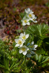 Narcissus-flowered Anemone (Anemonastrum narcissiflorum) at Chowiet Island, Semidi Islands, Alaska, USA
