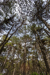 Obraz premium Hiking path in the woods near the village of Zsambek, Hungary
