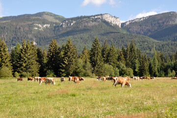 Krowy pasą się na łące pod Tatrami, Liptowski Mikulasz, Słowacja