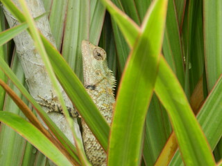 green lizard on a branch