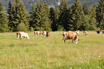 Fototapeta na wymiar Krowy na pastwisku, Liptowski Mikulasz, Słowacja