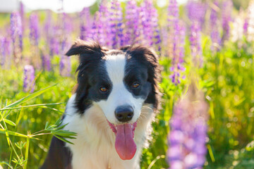 Outdoor portrait of cute smiling puppy border collie sitting on grass violet flower background. Little dog with funny face in sunny summer day outdoors. Pet care and funny animals life concept