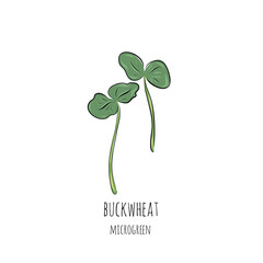 Hand drawn buckwheat micro greens. Vector illustration in sketch style isolated on white background.