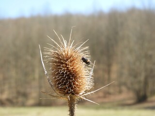 Selective focus shot of a small bug flying near a dry brown teasel plant