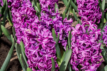 Obraz premium Common Hyacinth (Hyacinthus orientalis) in park, Moscow, Russia