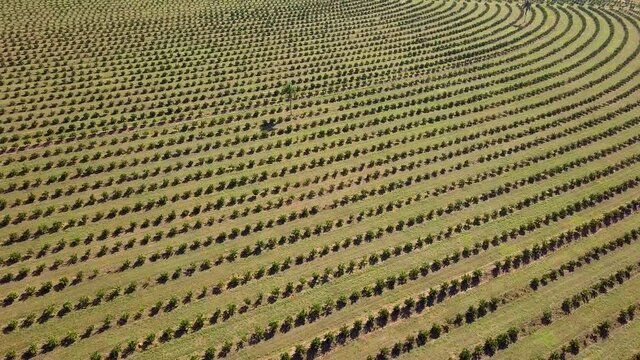 Aerial shot of orange plantation with a single palm tree in the middle. Brotas, Brazil